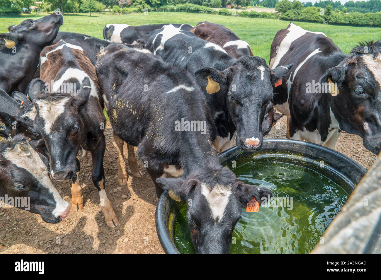 Eine Herde von Kühen trinken von kaltem Wasser zusammen an den Trog im Freien auf einer Farm auf einem sonnigen, heissen Tag im Sommer Stockfoto