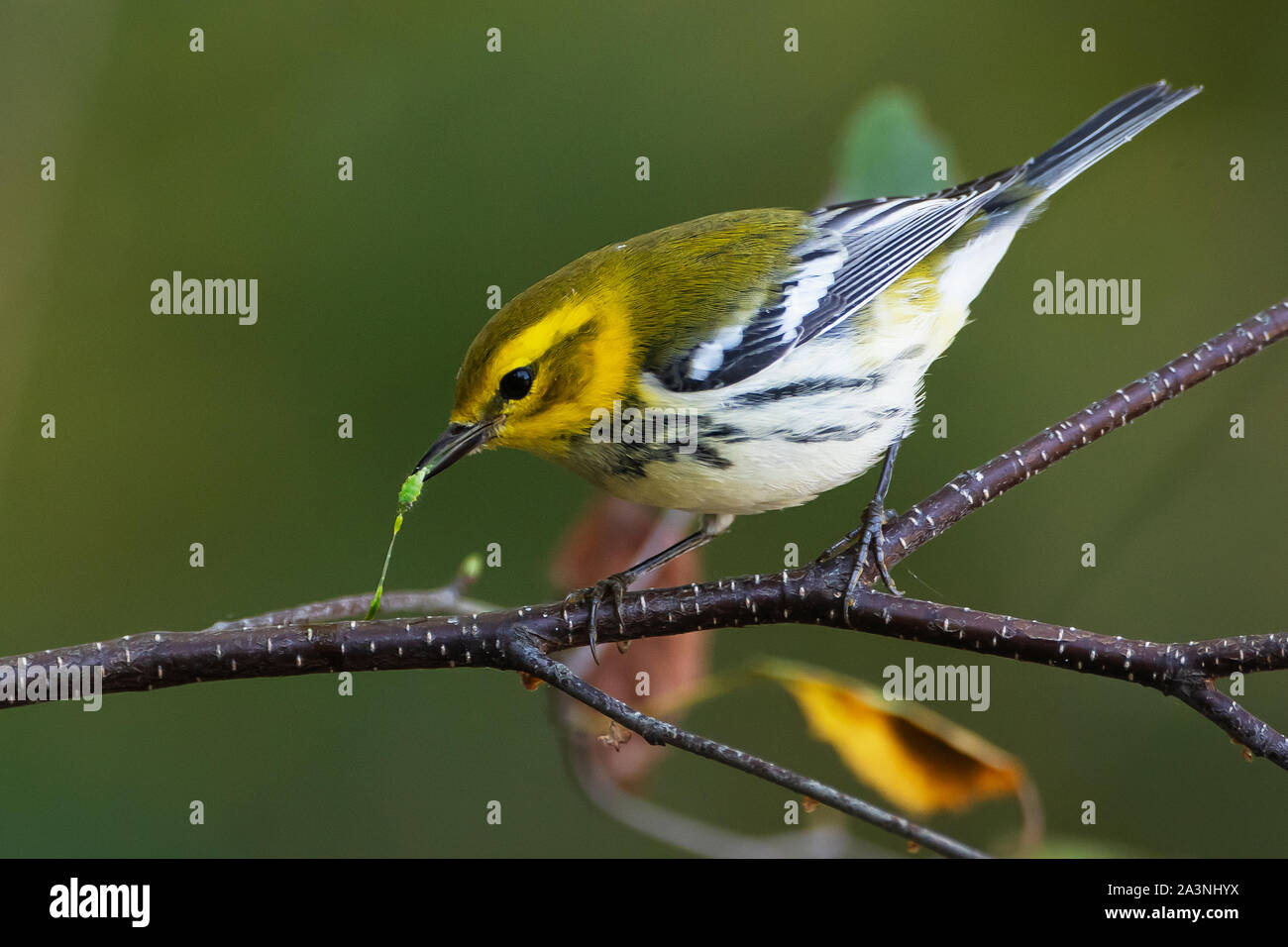 Black-throated Green warbler Grün essen Caterpillar Stockfoto