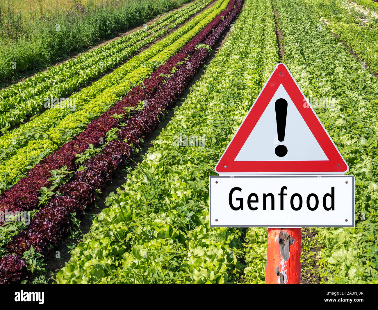 Salat Feld Aufmerksamkeit Genfood anmelden Stockfoto