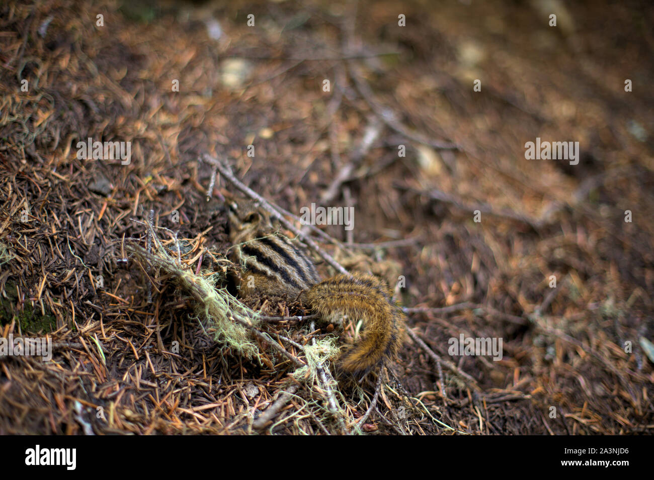 Ein niedliches abgestreift Chipmunk versteckt seinen Kopf in ein kleines Loch auf der braunen Wald im Herbst Boden Stockfoto