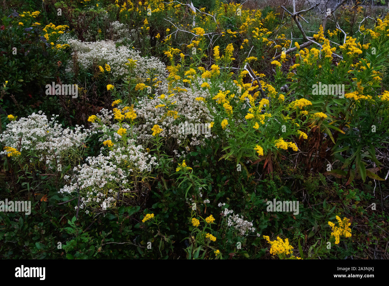 Herbst salzwiesen an der Jamaica Bay Wildlife Refuge im Oktober Stockfoto