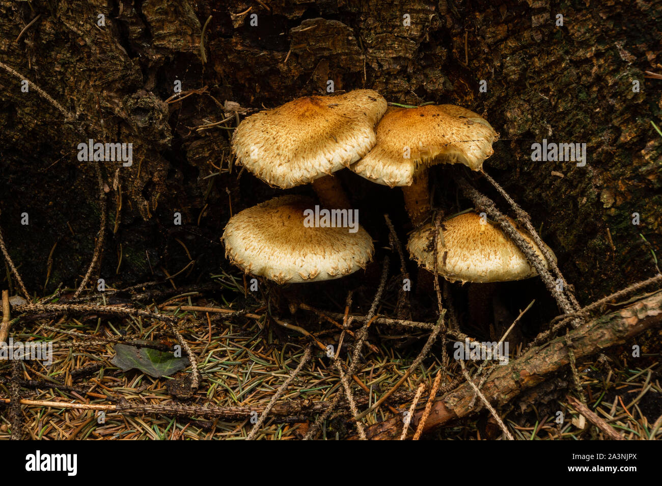 Armillaria an der Wurzel eines Baumes Stockfoto