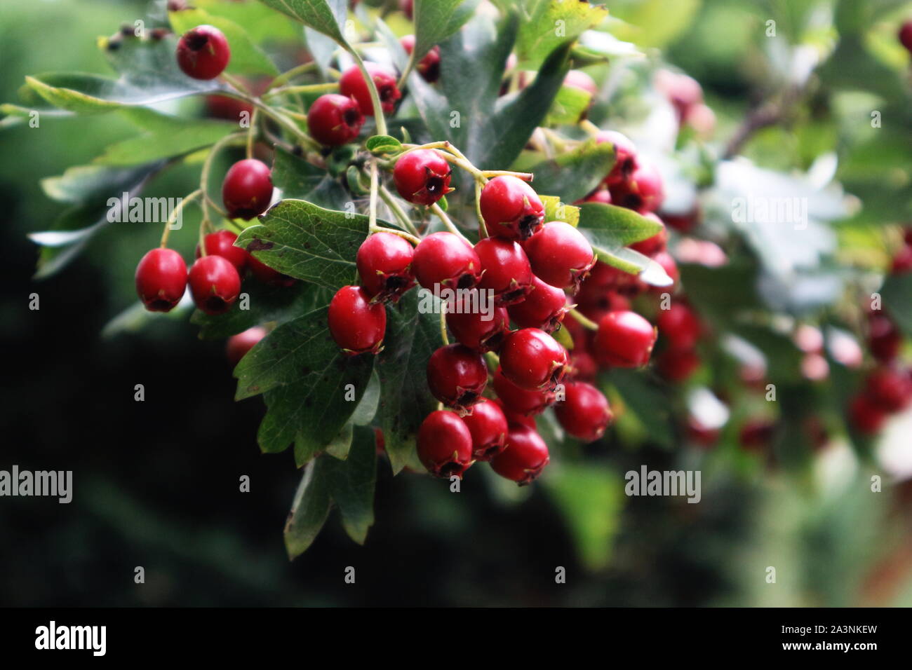 Red Fire thorn Beeren gegen grüne Iron Gate Stockfoto