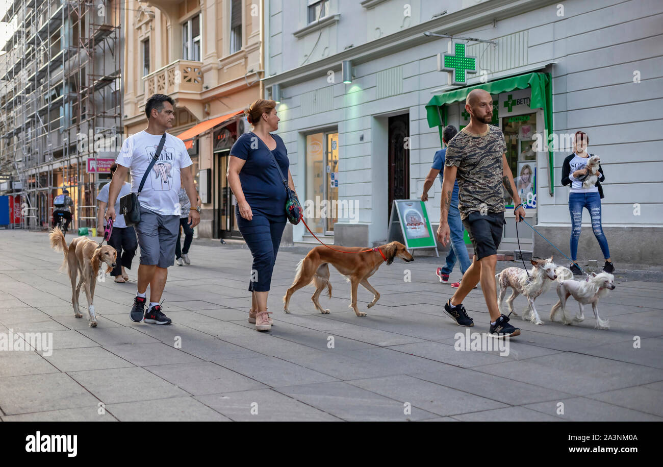 Belgrad, Serbien, September 10, 2019: städtische Szene mit Leute ihre Hunde zu Fuß die Gospodska Street in Belgrade Stockfoto