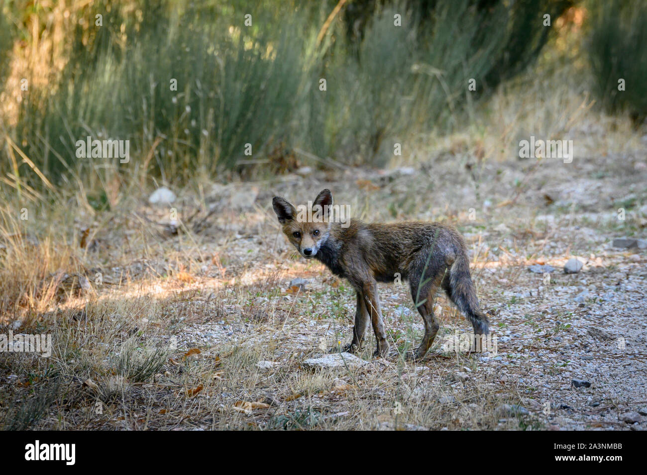 Die gemeinsame Fuchs oder Red Fox (Vulpes vulpes) ist ein bekannter Säugetierarten, der canid Familie. Es ist eine leise und sehr vorsichtige Tiere, die Mo jagt Stockfoto