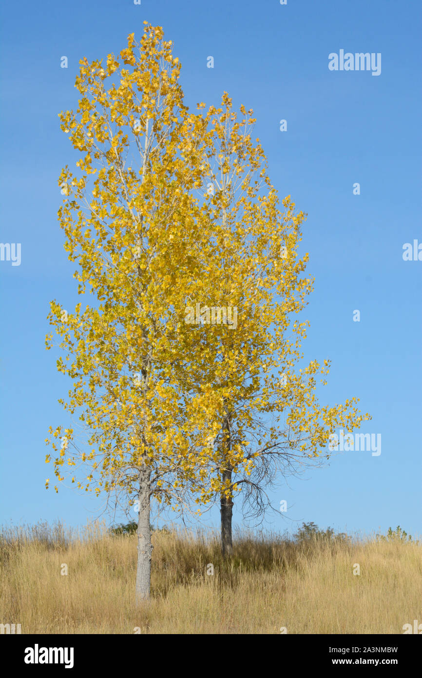 Paar Aspen Bäume mit gelben Blätter in trockenen golden Colorado Gräser Stockfoto