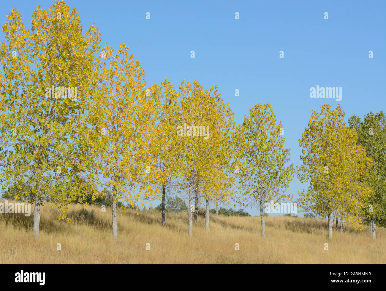 Linie der Herbst Aspen Bäume mit gelben Blätter auf einem Hügel durch trockene Herbst Gräser abgedeckt Stockfoto