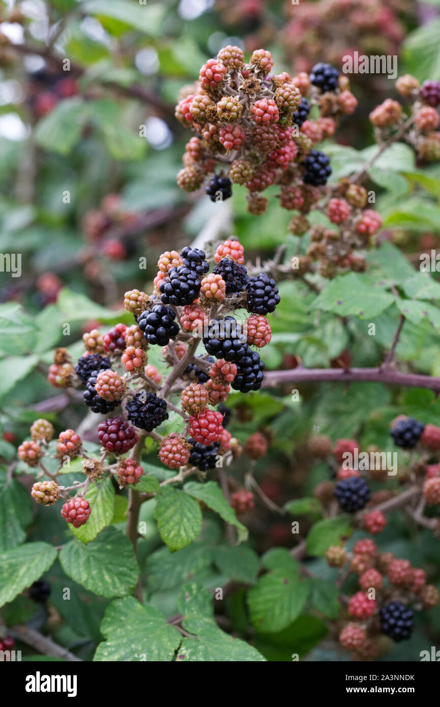 Rubus fructicosus. Brombeeren reifen in der Hecke. Stockfoto