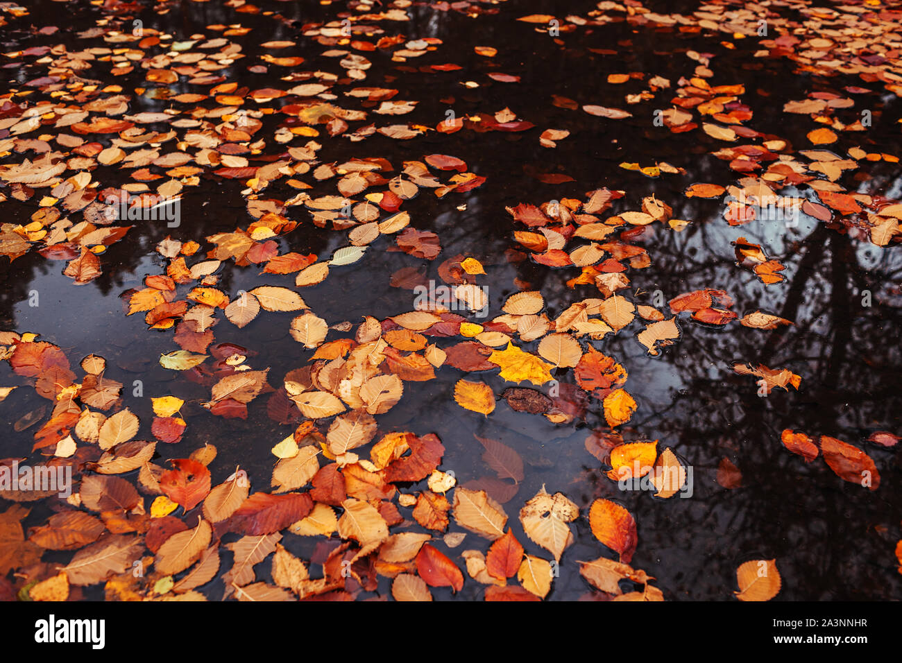 Blätter im Herbst in der Pfütze. Orange und gelbe Blätter fiel in Wasser Stockfoto