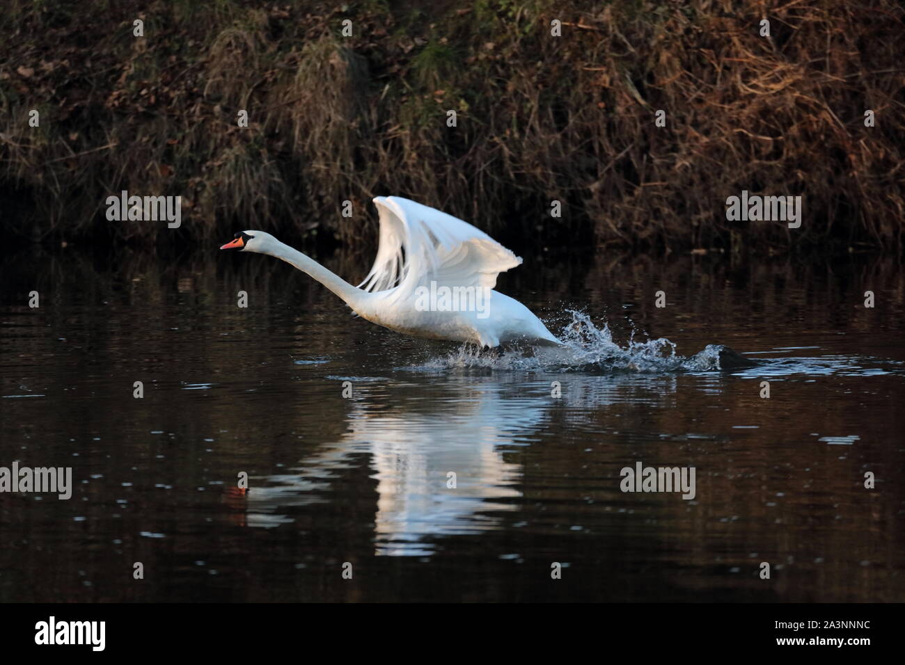 Swan Flucht aus dem Fluss in der Grafschaft Durham, England, Vereinigtes Königreich Verschleiß Stockfoto