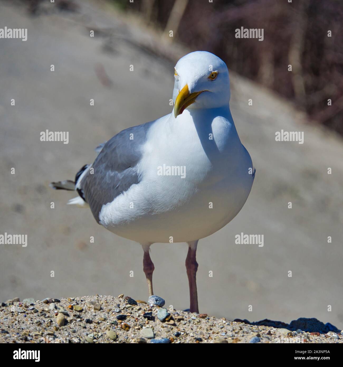 Einheitliche europäische Silbermöwe auf Helgoland - Insel Düne - North Beach - Larus argentatus Stockfoto