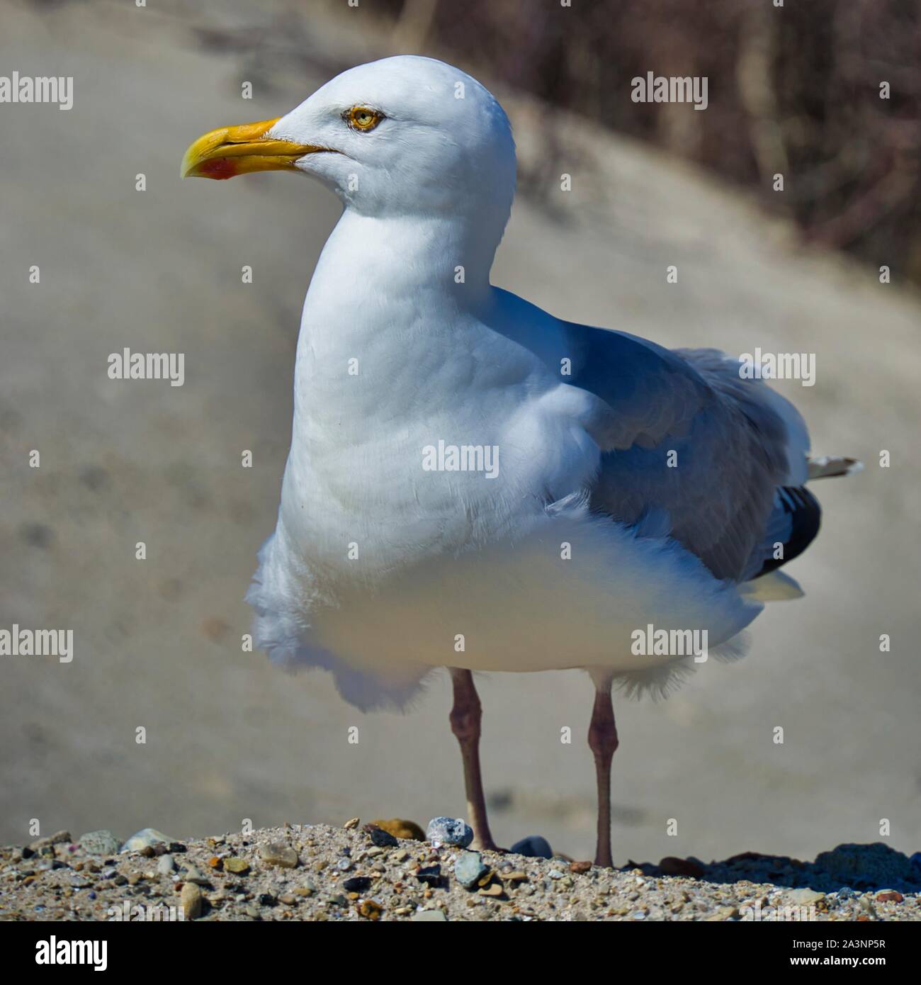 Einheitliche europäische Silbermöwe auf Helgoland - Insel Düne - North Beach - Larus argentatus Stockfoto