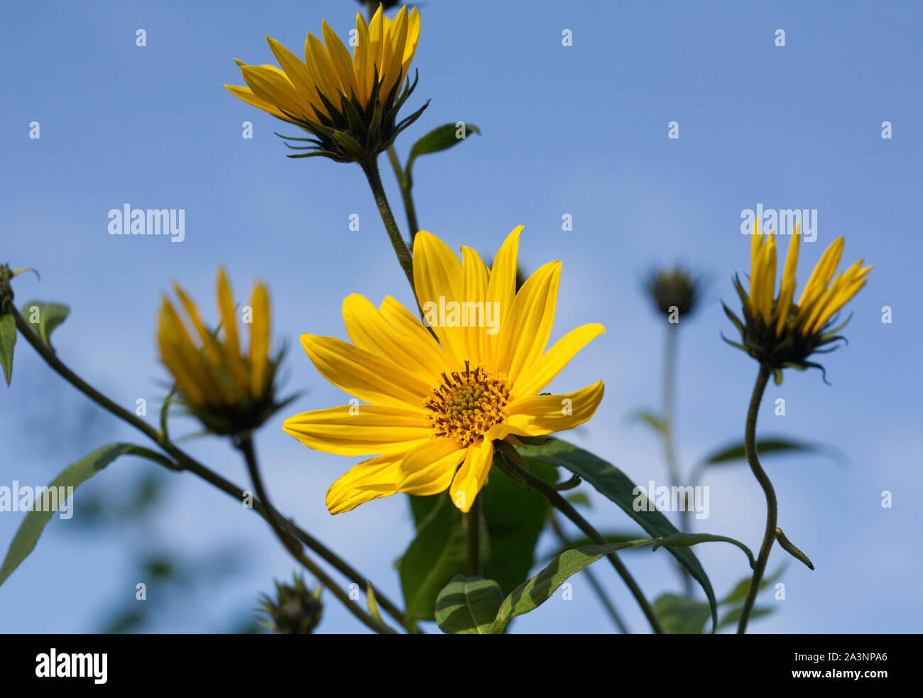 Helianthus tuberosus' Fuseau'. Topinambur 'Fuseau 'Blumen