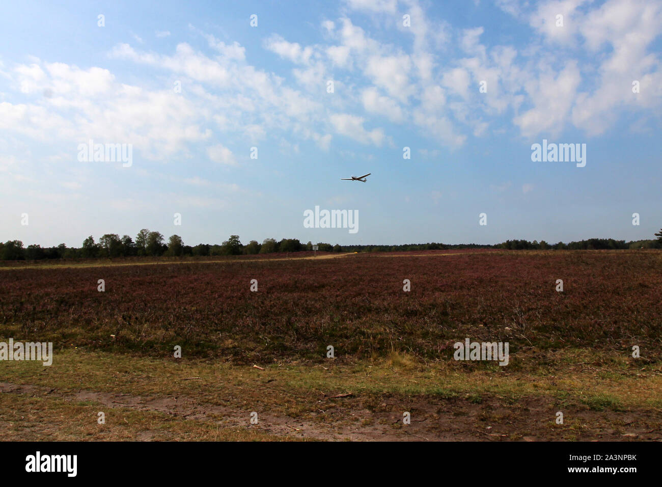 Die Heide in Fischbek/Lüneburg blüht Lila Stockfoto