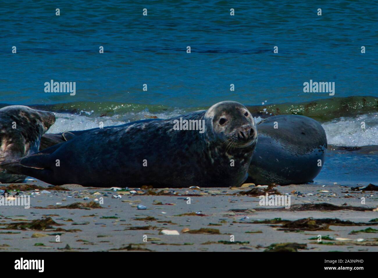 Wijd Grau Dichtung am North Beach von Helgoland - Insel Düne ich - Nordsee - Deutschland Stockfoto