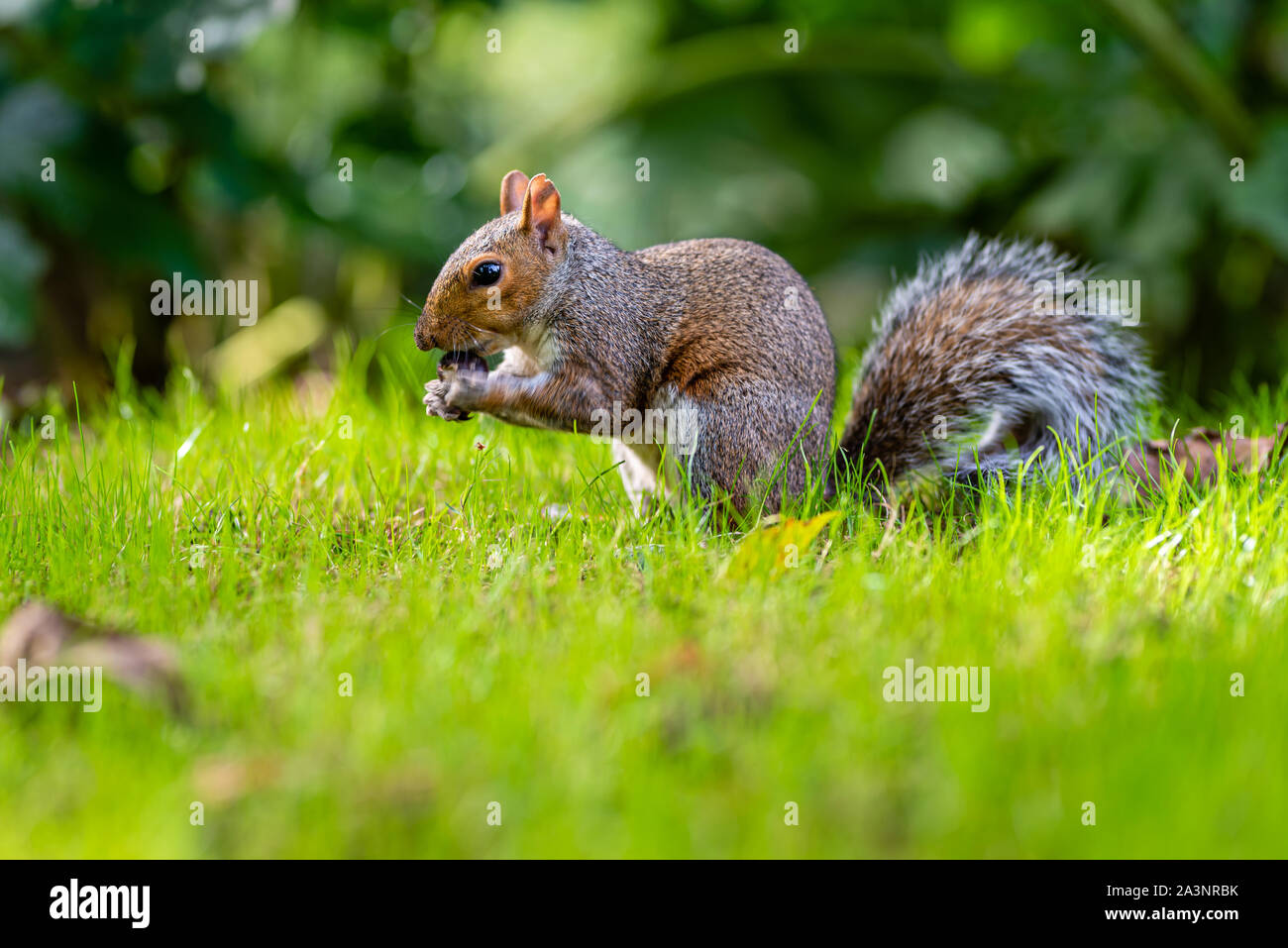 Eichhörnchen im Central London, London, Großbritannien Stockfoto