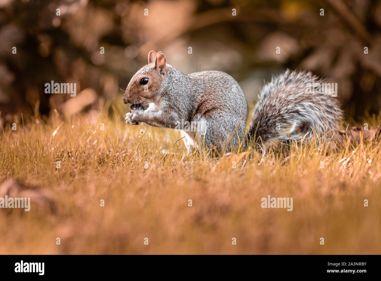 Eichhörnchen im Central London, London, Großbritannien Stockfoto