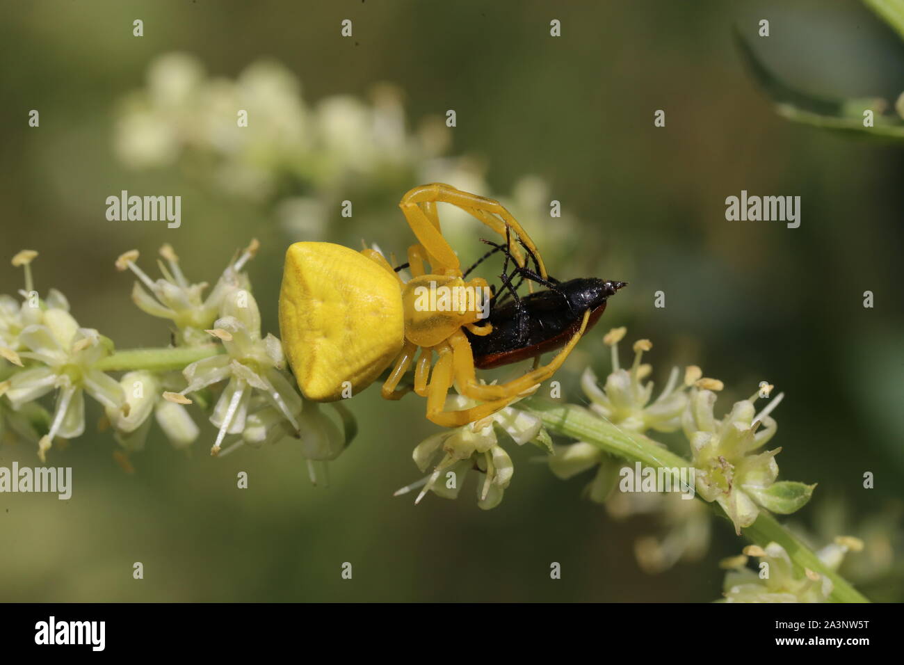 Thomisus onustus Stockfoto