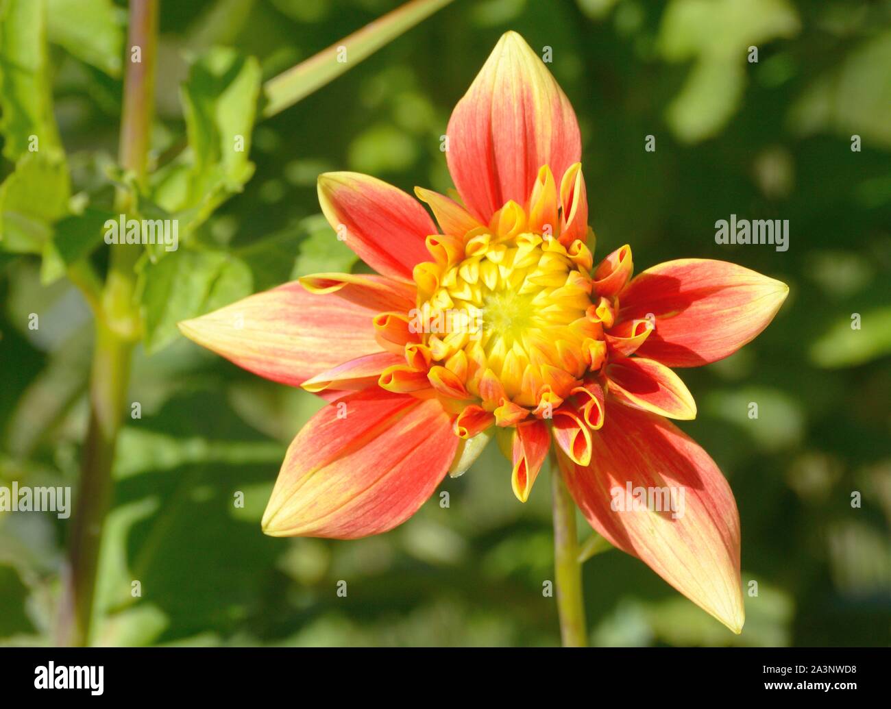 Gelbe und rote Dahlie Blume blühen im Garten unter den grünen Blättern Stockfoto