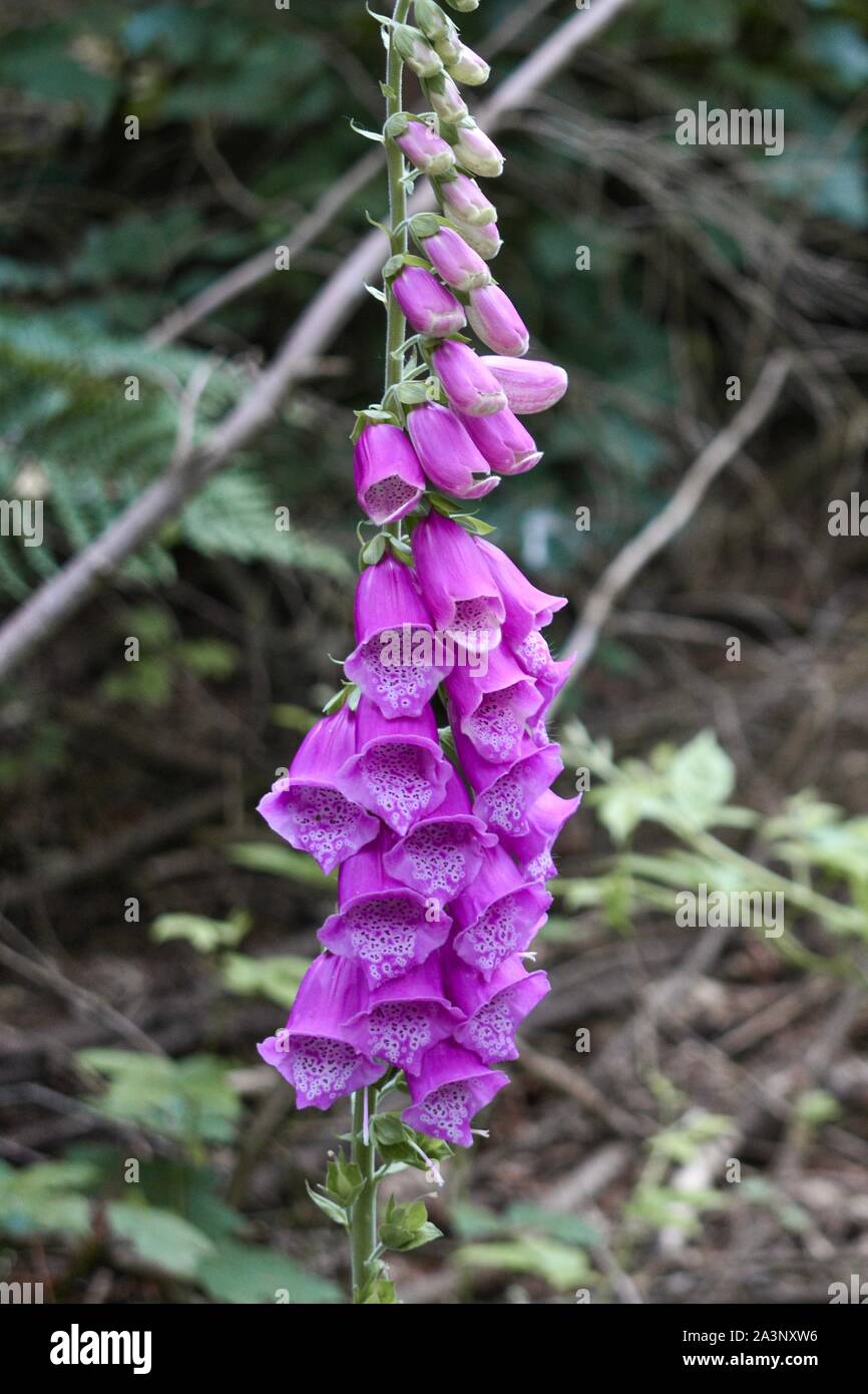 Lila Rosa wilde Glocke fox Handschuh schließen mit unscharfen Laub Hintergrund Stockfoto