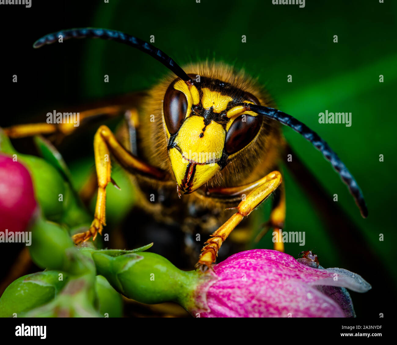 Die mittlere Wespe (Dolichovespula media) Portrait de Gesicht Stockfoto