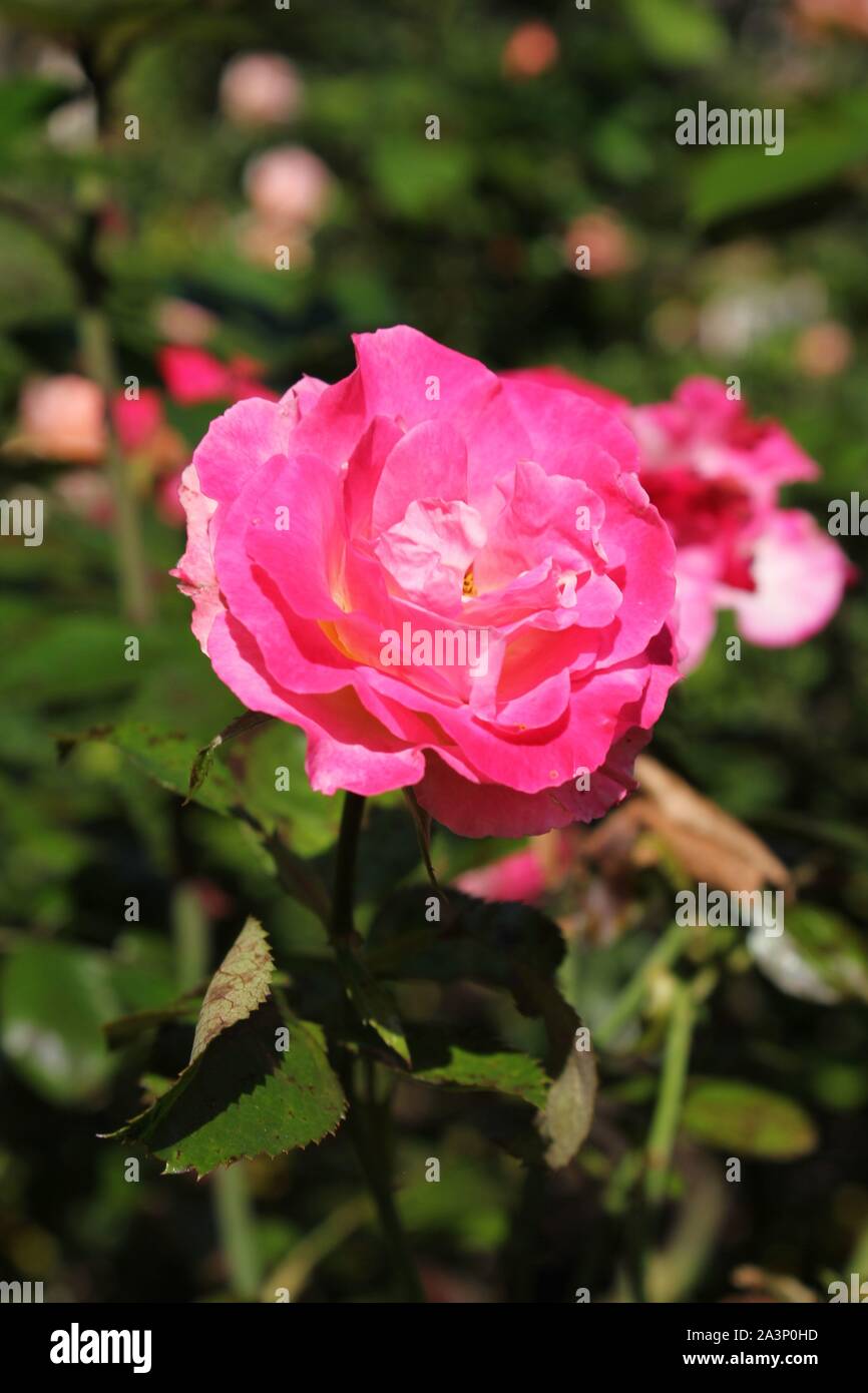 Perfekte Sommer rosa Rose Blume blühen im Garten. Stockfoto