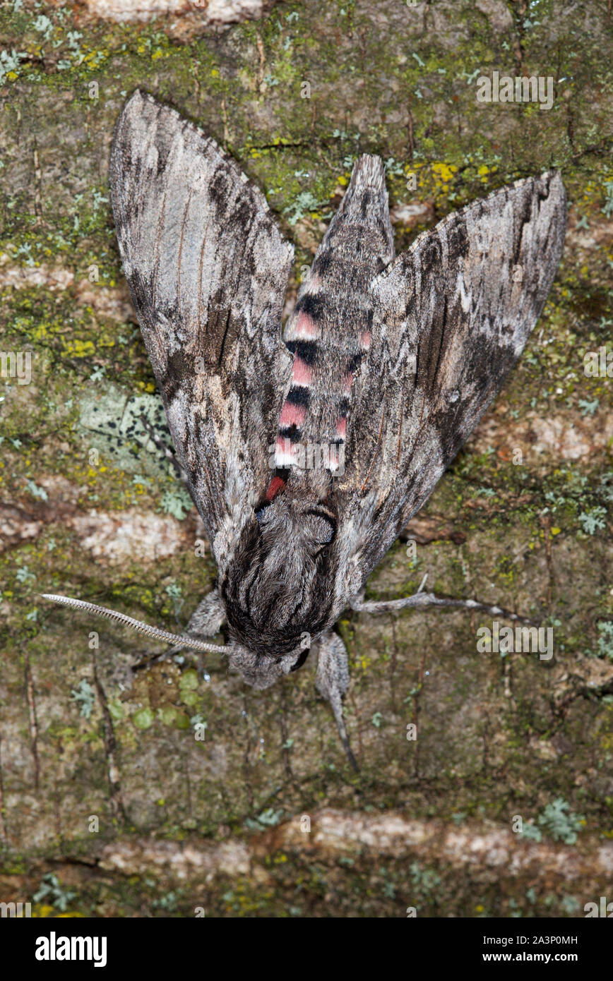 Agrius convolvuli, convolvulus Hawk-moth ruht auf einem Baum Rinde Stockfoto