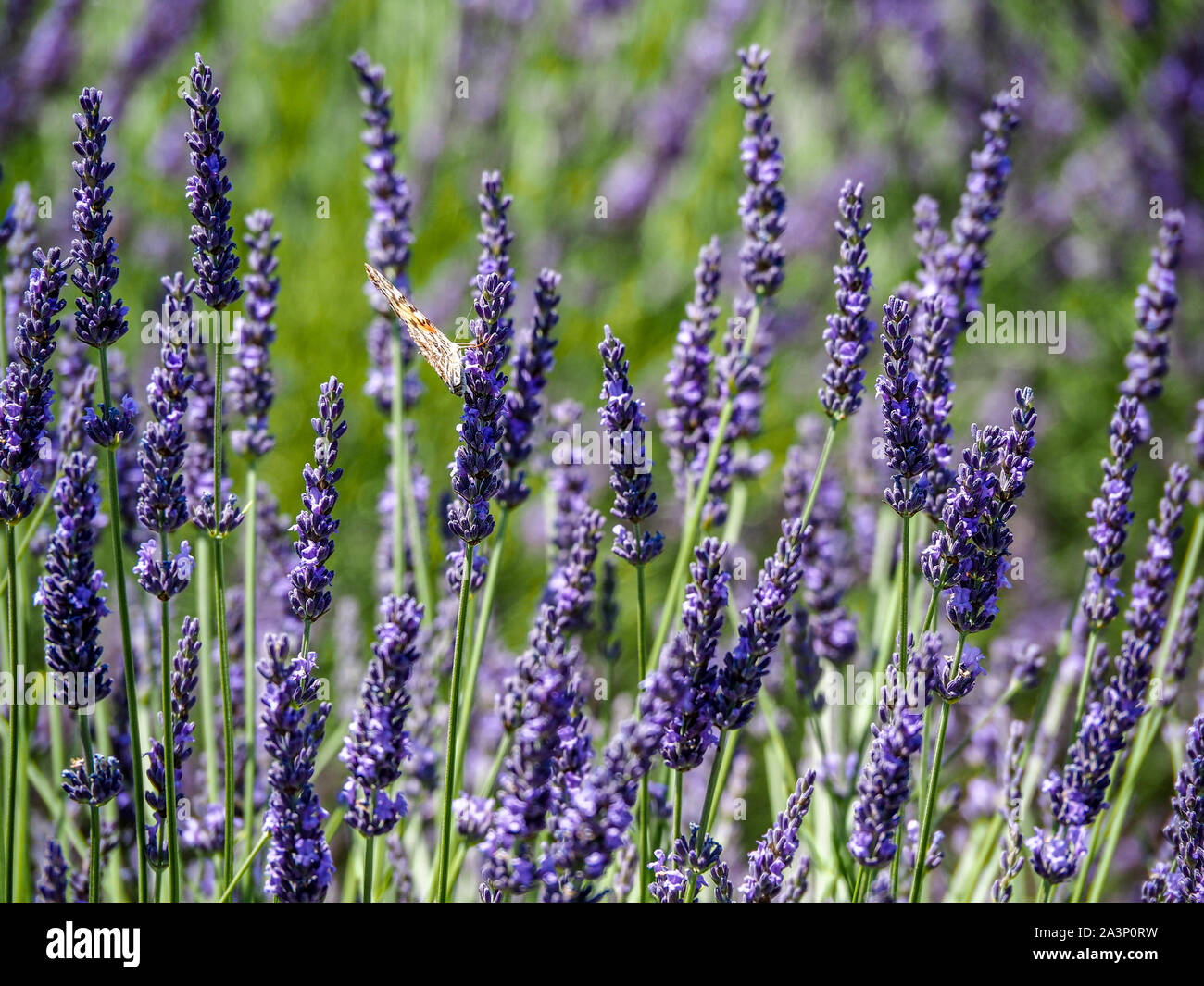 Lavendel Stiel Stockfotos und bilder Kaufen Alamy