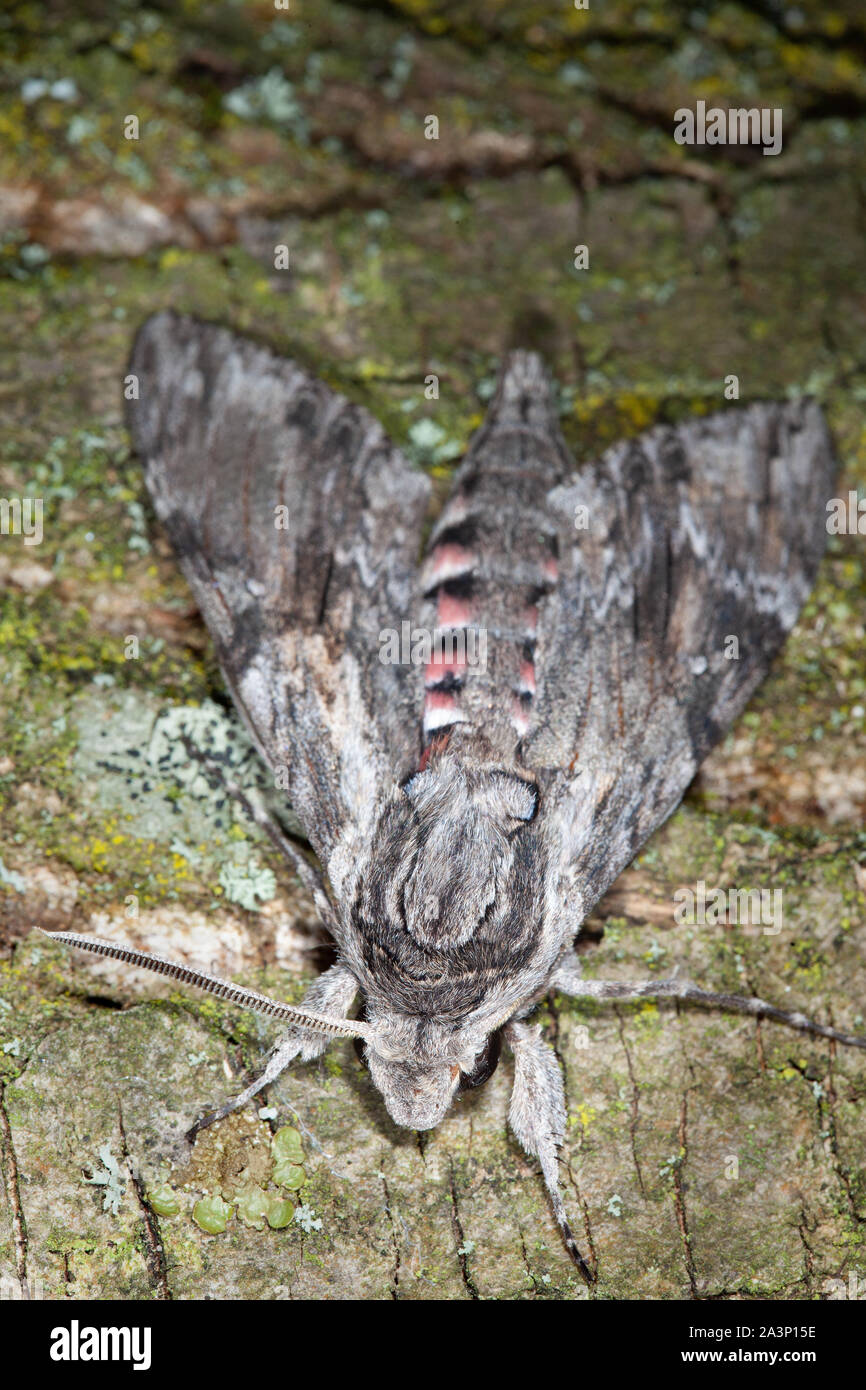 Agrius convolvuli, convolvulus Hawk-moth ruht auf einem Baum Rinde Stockfoto