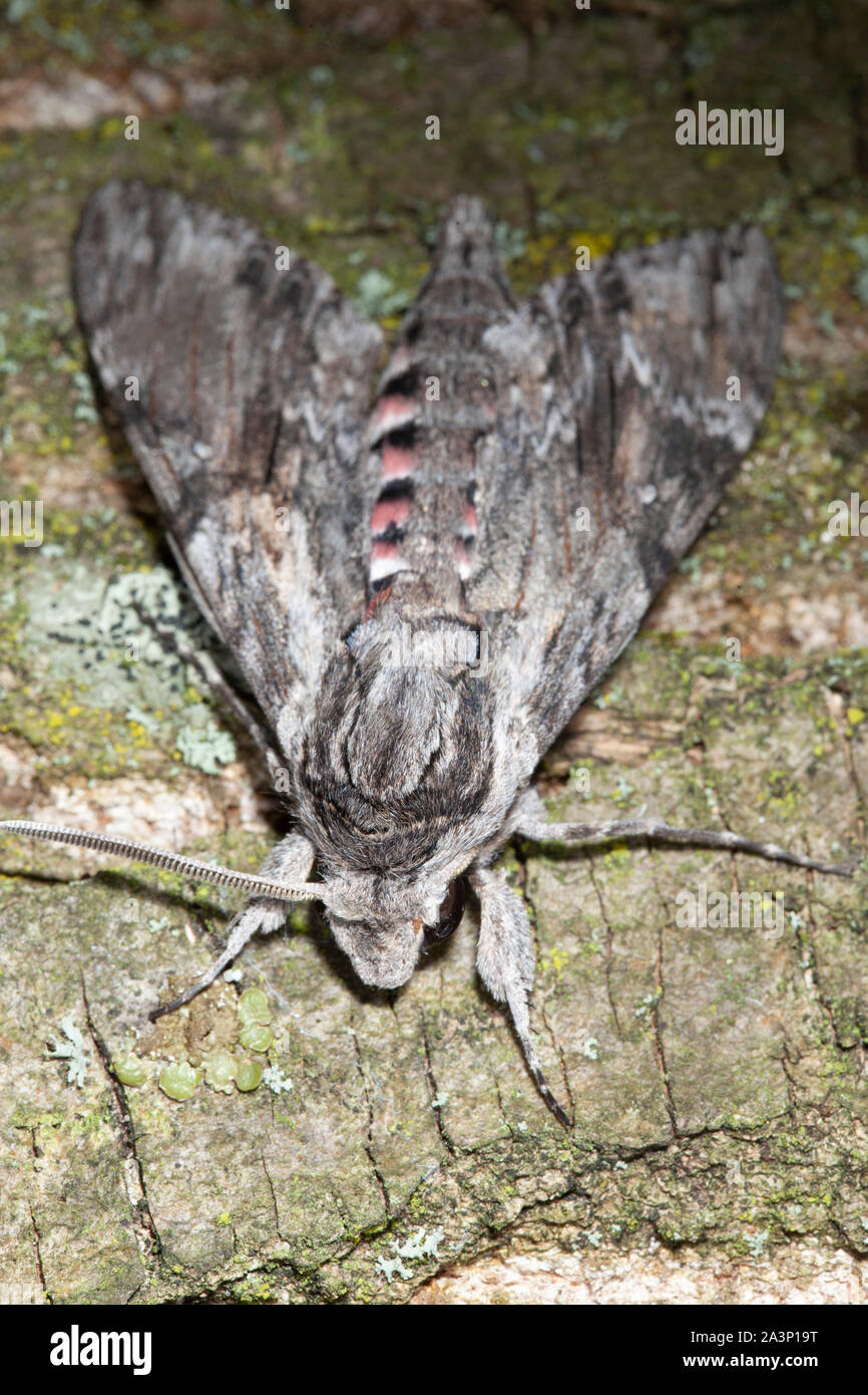 Agrius convolvuli, convolvulus Hawk-moth ruht auf einem Baum Rinde Stockfoto
