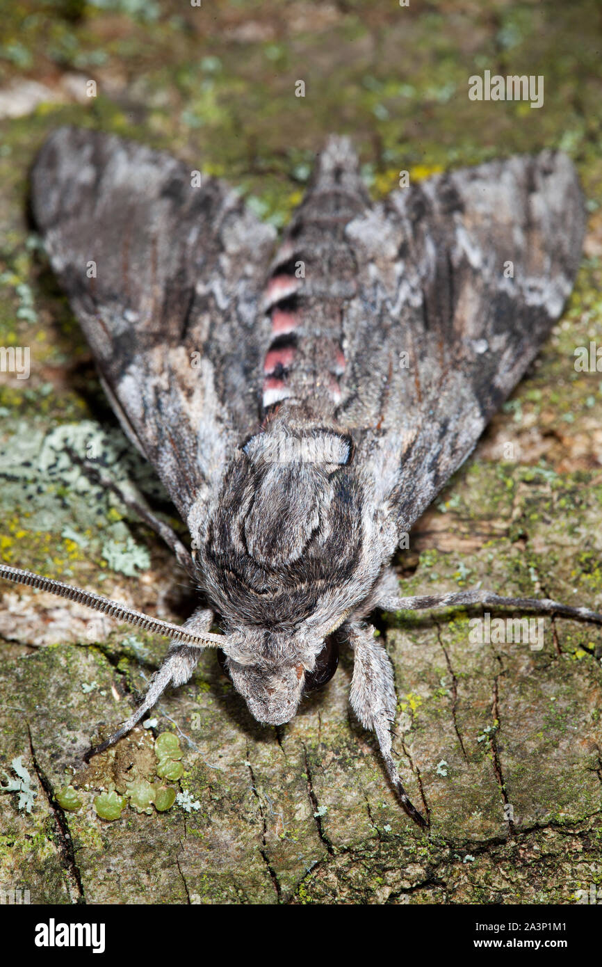 Agrius convolvuli, convolvulus Hawk-moth ruht auf einem Baum Rinde Stockfoto