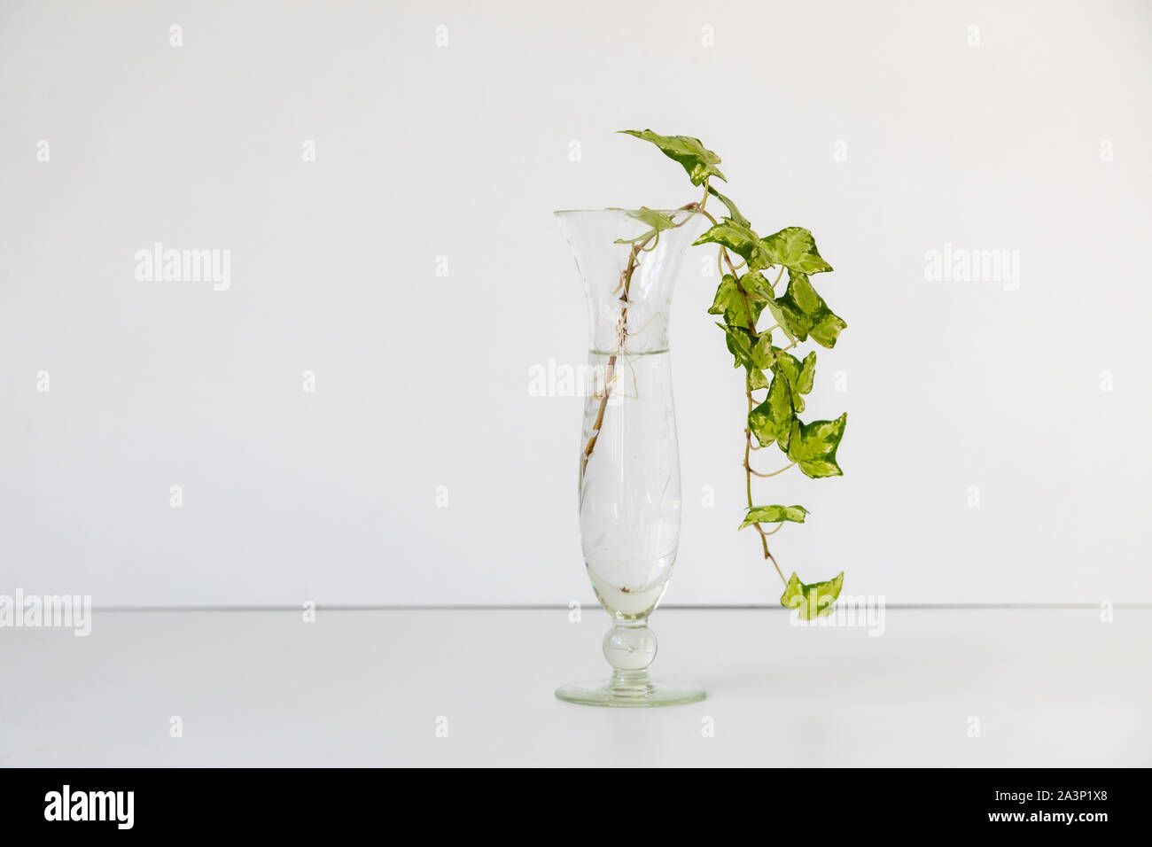 Efeu in einem Glas Vase, weißer Hintergrund, minimalistischen  Stockfotografie - Alamy