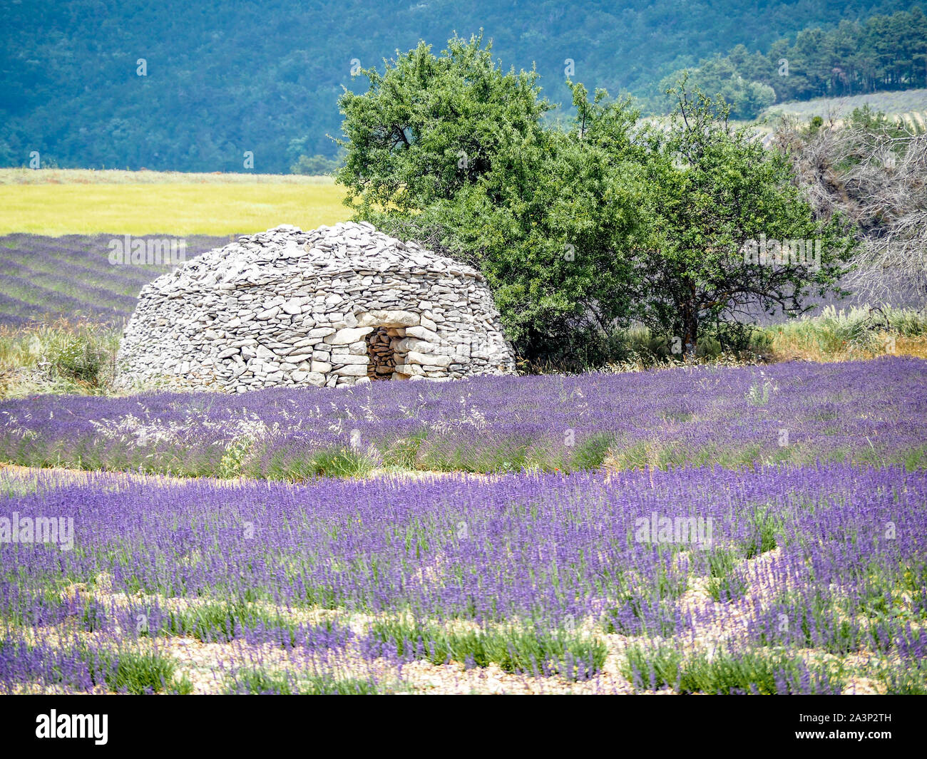 Borie Trockenmauern Hütten in Lavendelfelder der Provence Stockfoto