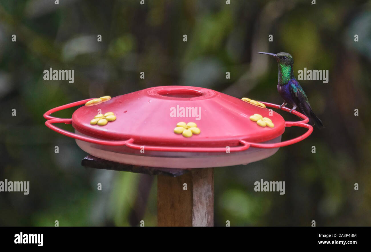 Charmante Bunte Vögel Stockfotos und -bilder Kaufen - Alamy