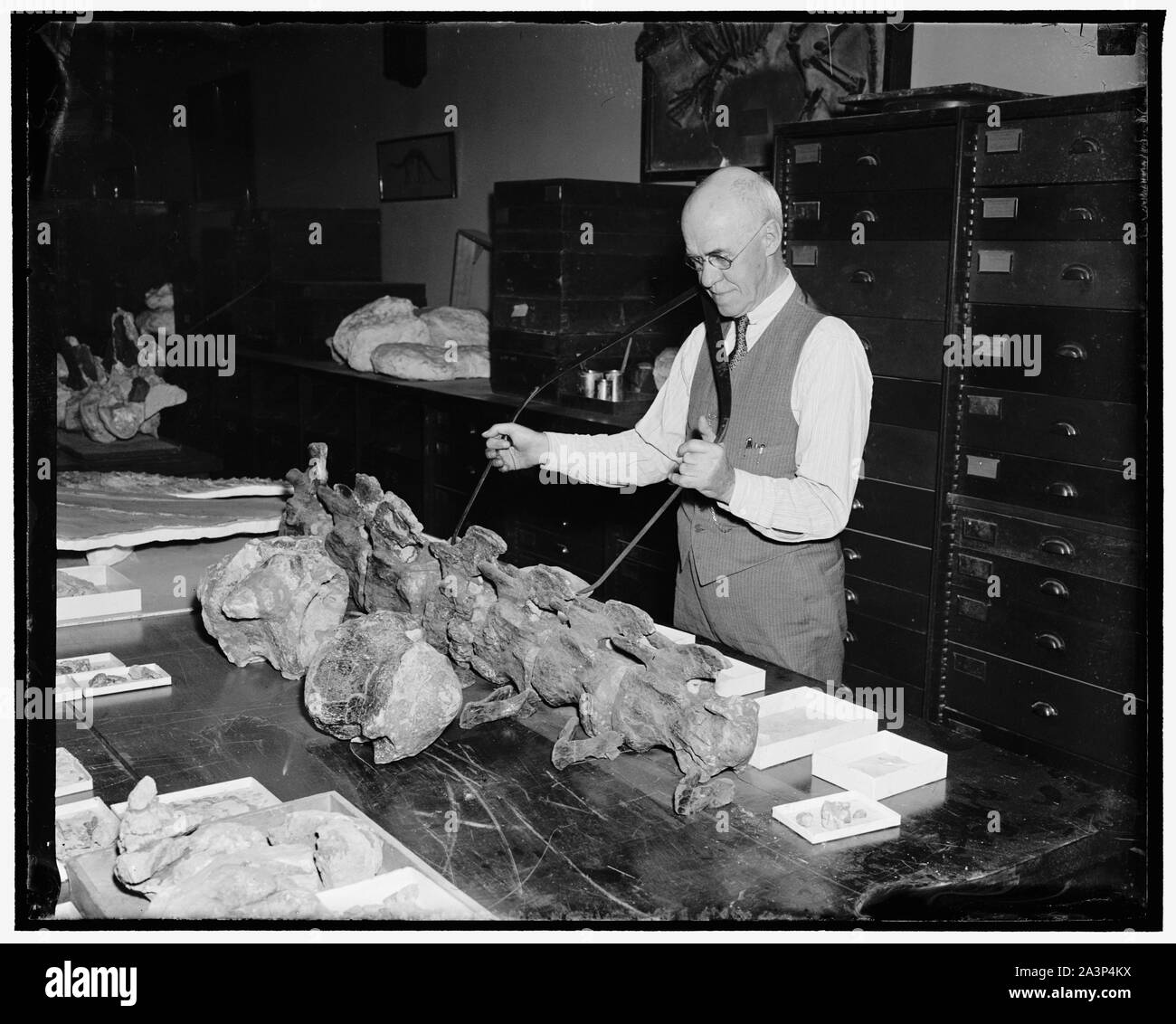 Smithsonian Wiederaufbau gigantischen Tier. Washington, D.C., am 24. März. Eines der größten Tiere, die jemals die Erde entdeckt worden ist und von der Smithsonian Institution wieder aufgebaut. Dr. Charles Gilmor, Paläontologe, in Western Utah gefunden die Knochen eines Sauropoden, - als die Dinosaurier die Welt beherrschten 80.000.000 auf 150.000.000 Jahren. Dr. Gilmore ist gerade die 32-Fuß-Schwanz der Monster zusammen, 3/24/38 Stockfoto