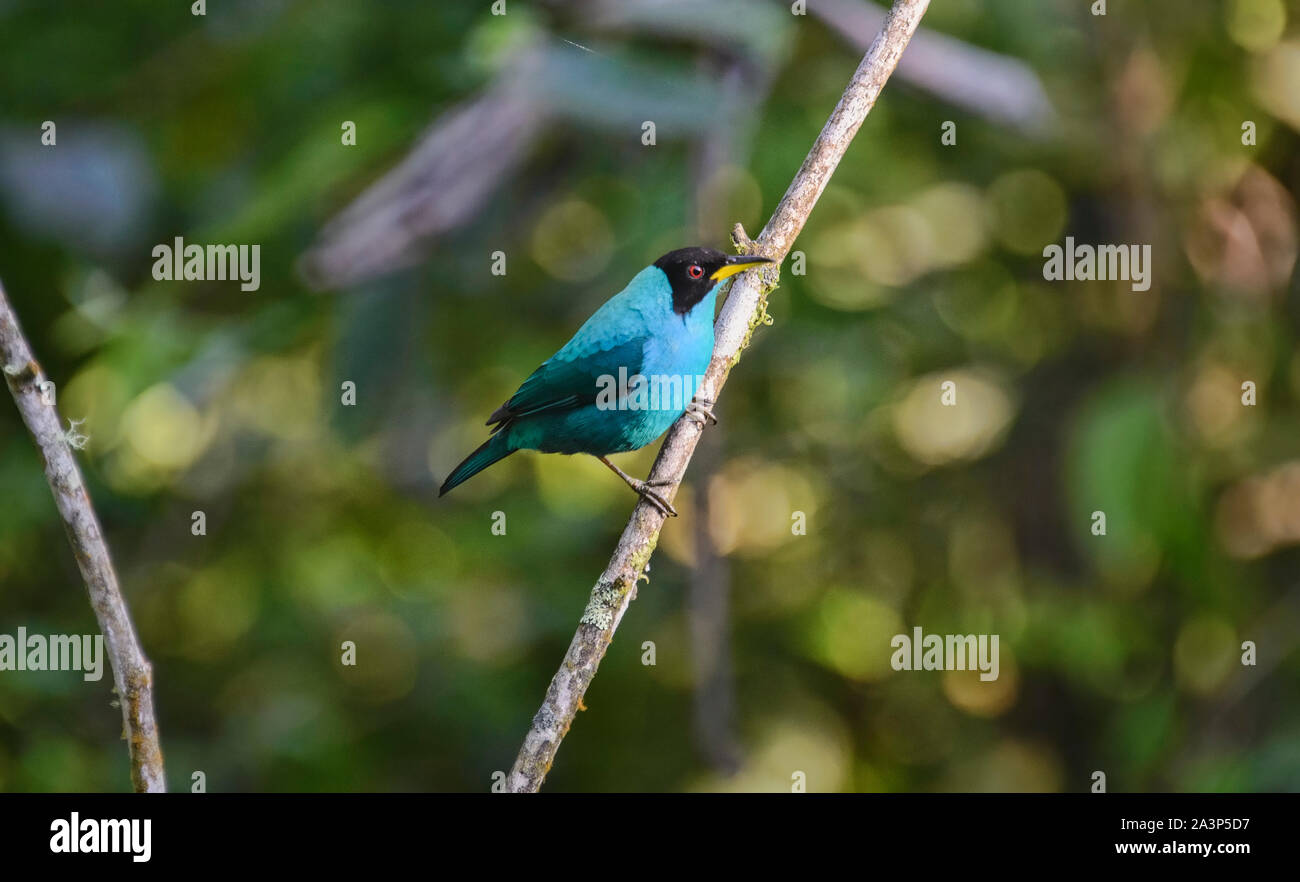 Grün (honeycreeper Chlorophanes spiza) an einem Abzweig, Podocarpus-nationalpark, Zamora, Ecuador Stockfoto