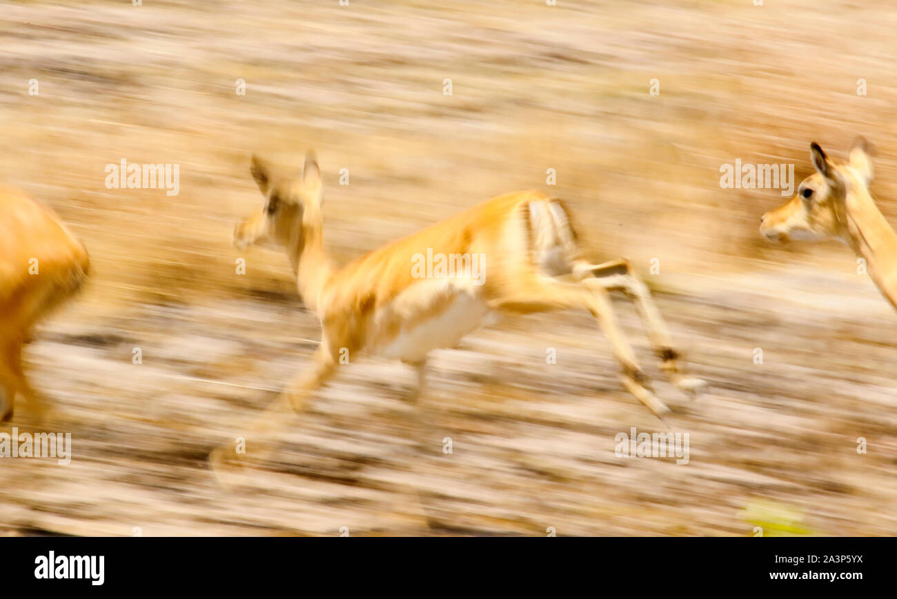 Weibchen Der Puku (Kobus vardonii), der Afrikanischen Antilopen, in Busanga Plains. Kafue National Park, Sambia Stockfoto