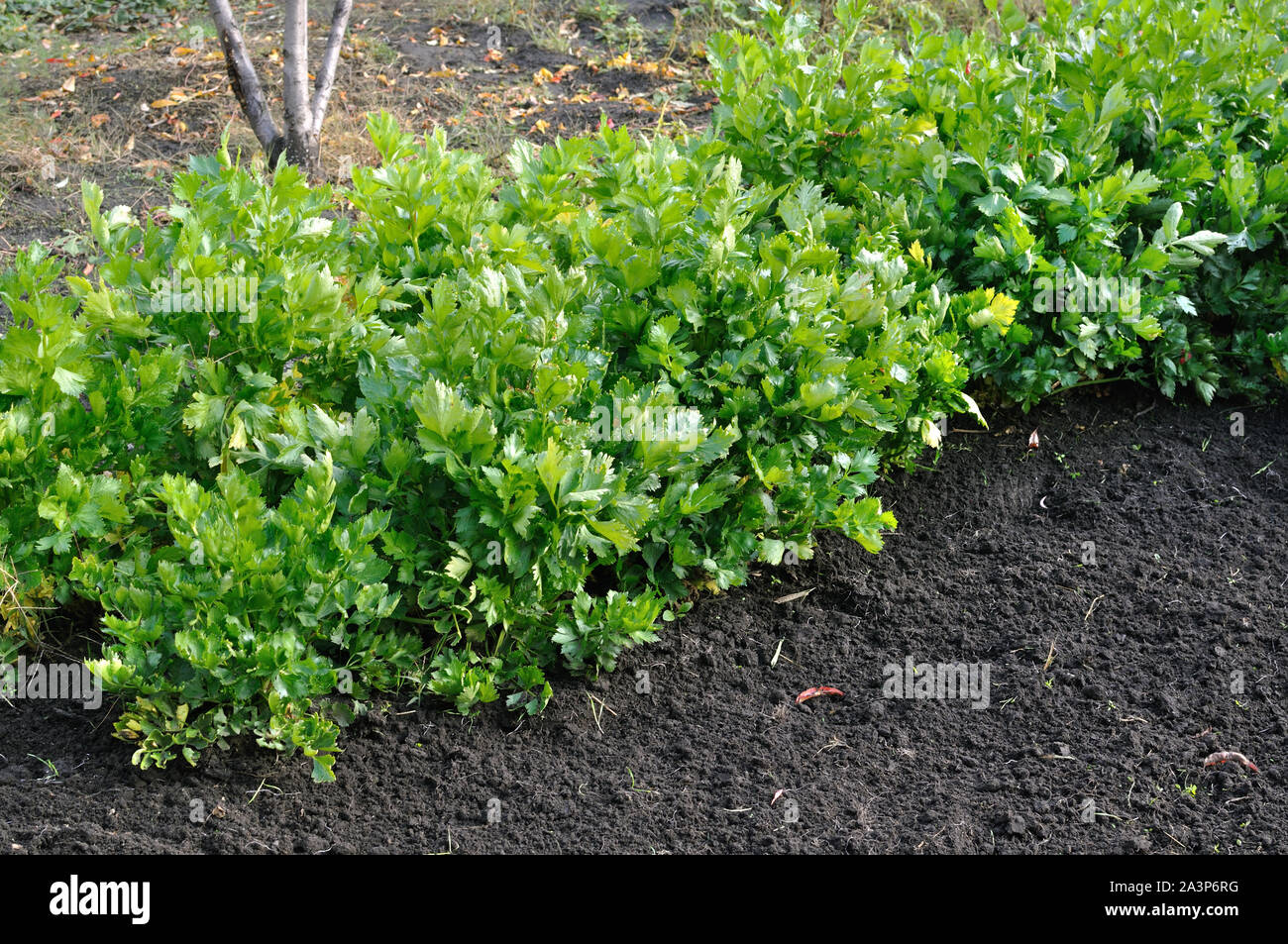 In der Nähe der wachsenden Sellerie Plantation (blattgemüse) im Gemüsegarten Stockfoto