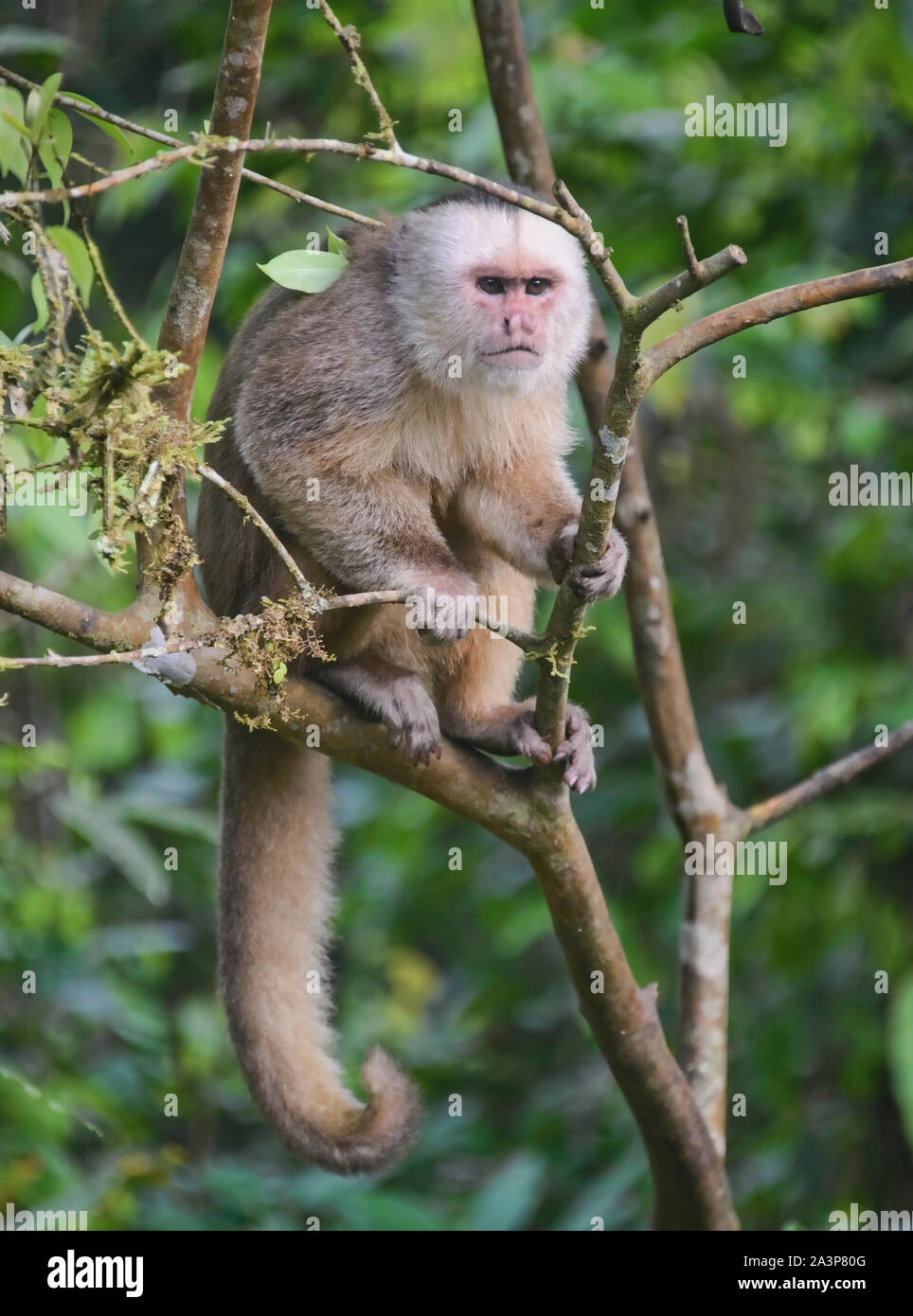 Mit weißer Fassade, Kapuziner Affen (Cebus Albifrons), Copalinga, Podocarpus-nationalpark, Zamora, Ecuador Stockfoto