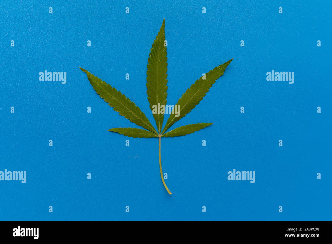 Single cannabis Blatt auf einem farbigen Hintergrund flach isoliert legen Stockfoto