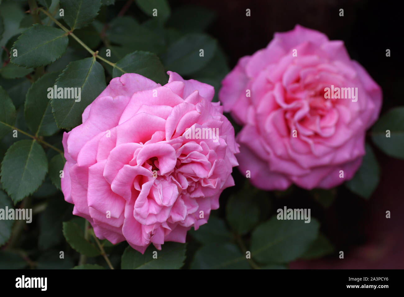 Ashley's schöne rosa Rose. Blumen in einem Garten in natürlichen Bedingungen mitten im Grünen, unter freiem Himmel. Zwei Blumen. Stockfoto