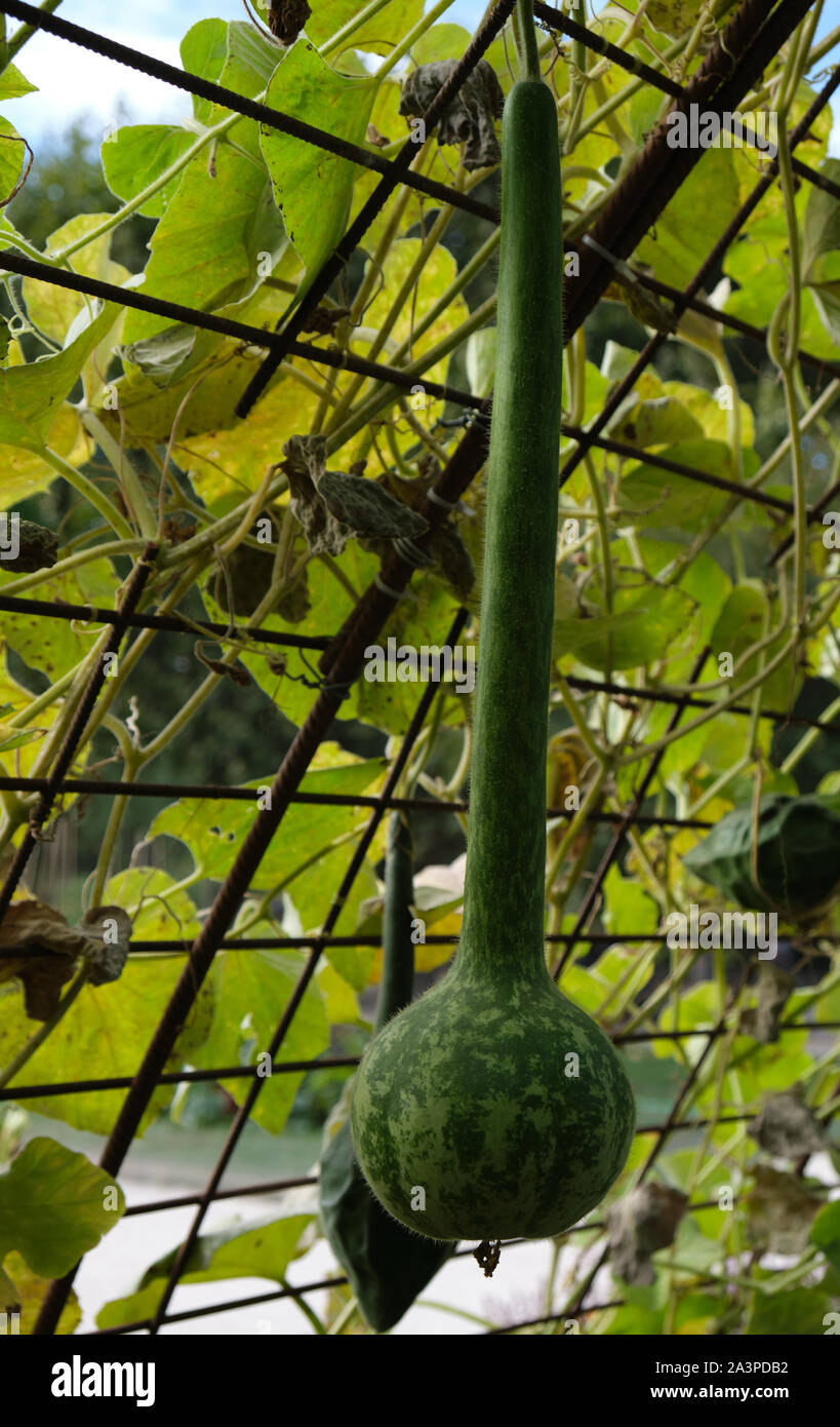 Lange Pendelarm Kürbis Stockfoto