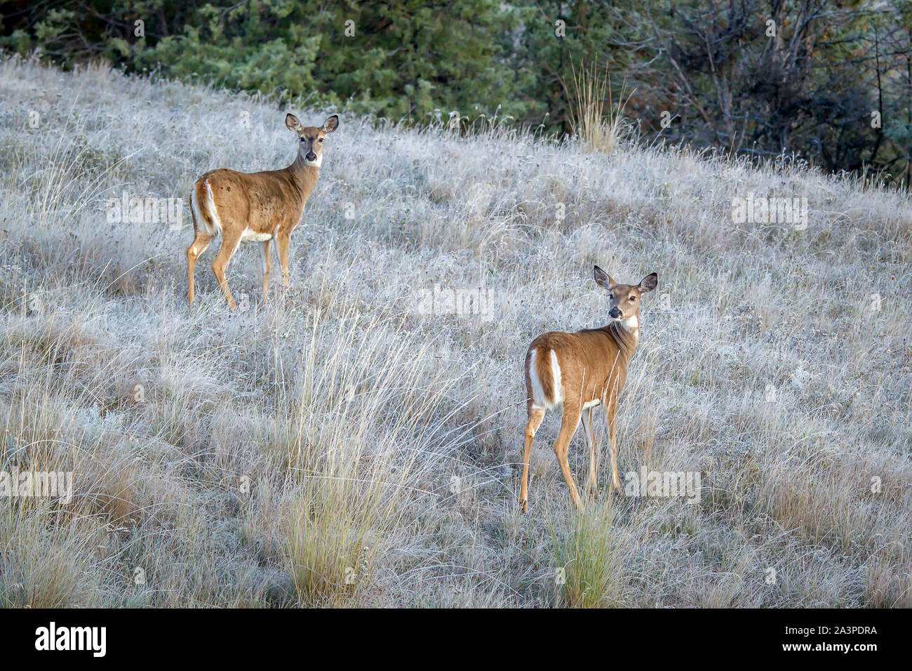 Zwei Hirsche stehen auf der Seite eines Hügels an der Nationalen Elche und Bisons in Montana. Stockfoto