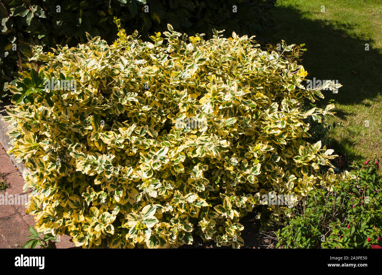 Euonymus undulata Spindel baum Smaragd und Gold ein buschiger Strauch, hat grüne und gelbe Blätter ist eine immergrüne Staude und vollkommen winterhart Stockfoto
