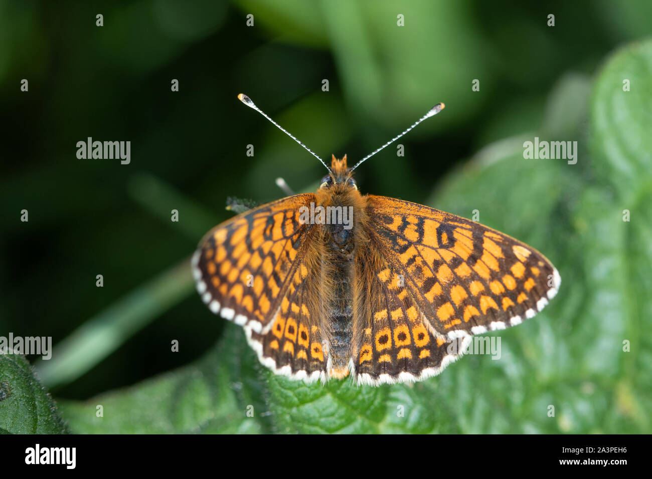 Glanville Fritillary (Melitaea cinxia) Aalen auf einem Blatt Stockfoto