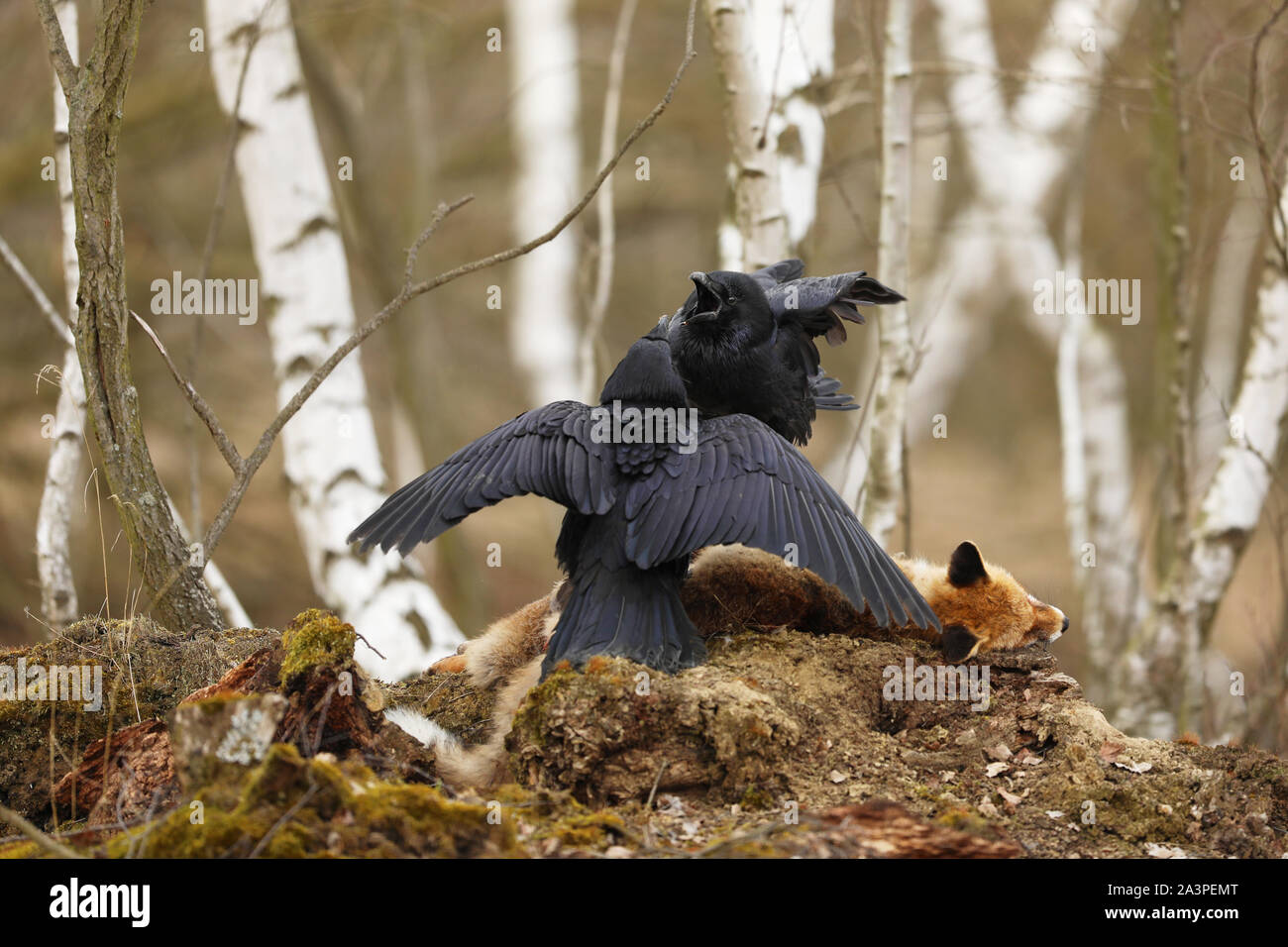 Paar Raben kämpfen für Beute zwischen Birken im Frühjahr - Corvus Corax. Stockfoto