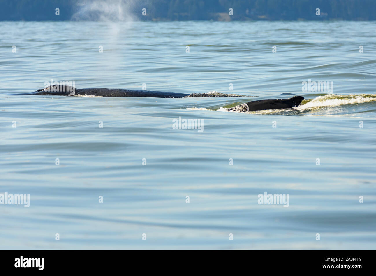 Buckelwale, Megaptera novaeangliae, Salish Sea, British Columbia, Kanada, Pazifik Stockfoto