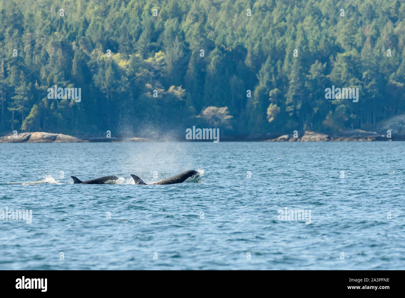 Vorübergehende Orca oder bigg's Killer Whale, Salish Sea, British Columbia, Kanada, Pazifik Stockfoto