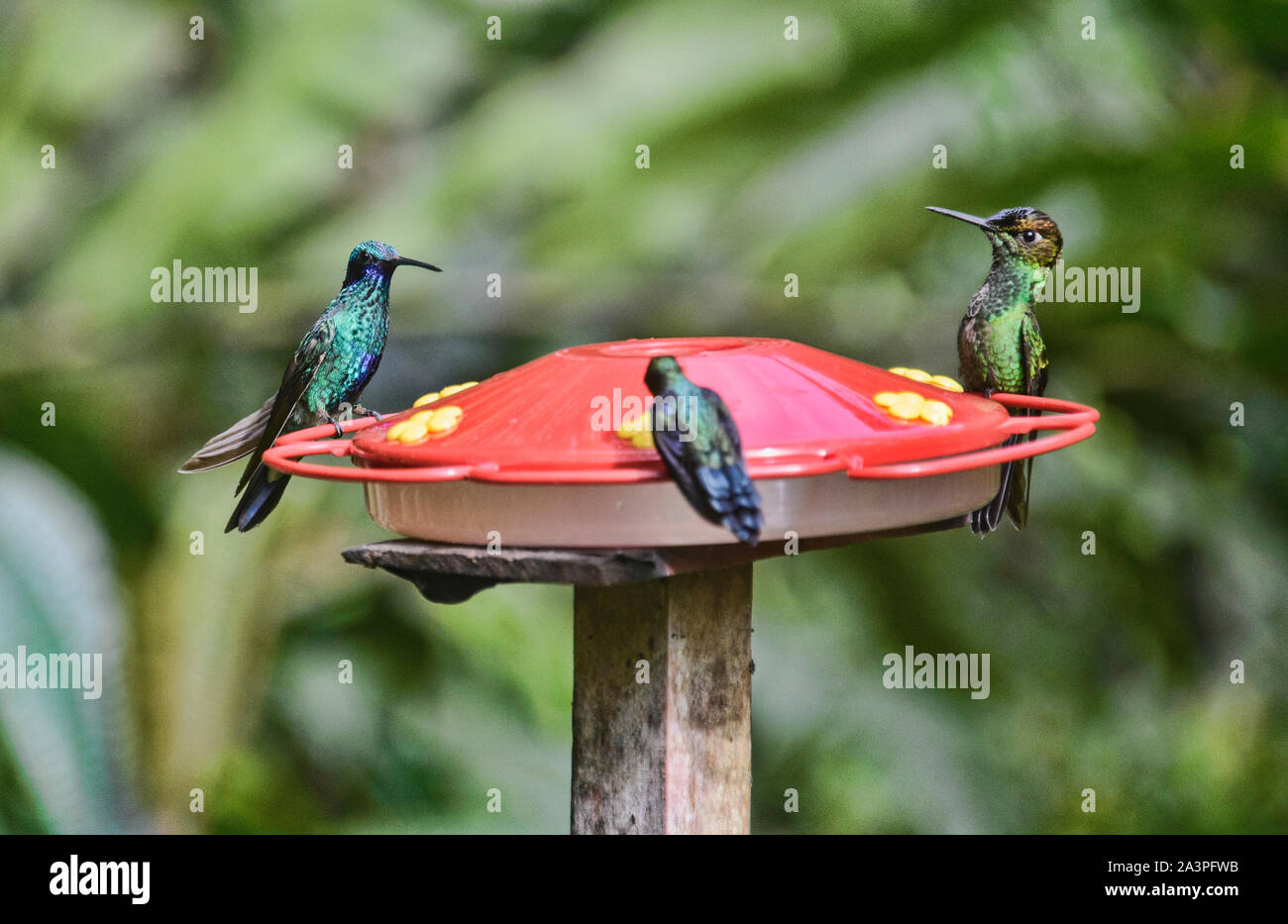 Sekt violetear und fork-tailed woodnymph Kolibri, Copalinga Lodge, Zamora, Ecuador Stockfoto