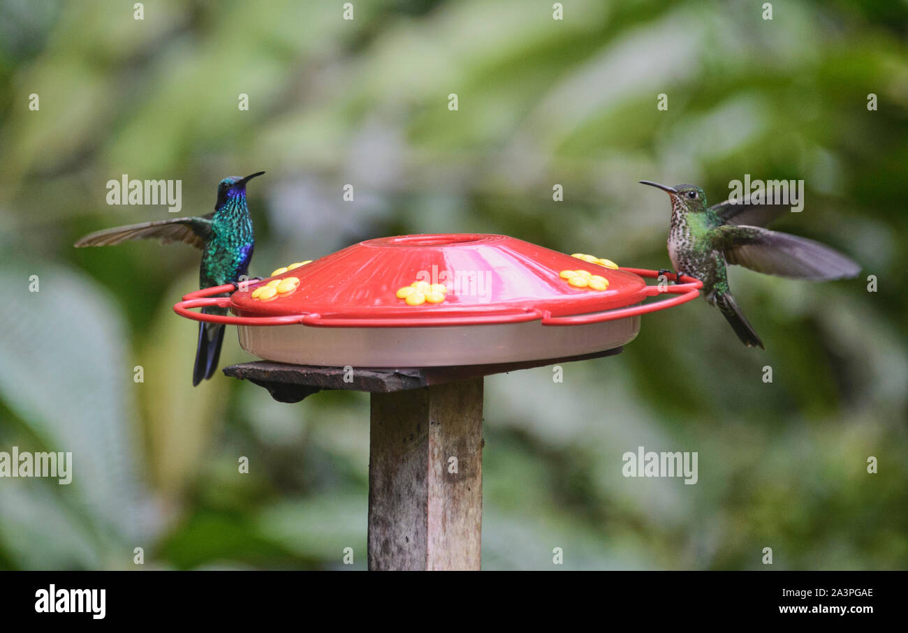 Sekt violetear und fork-tailed woodnymph Kolibri, Copalinga Lodge, Zamora, Ecuador Stockfoto